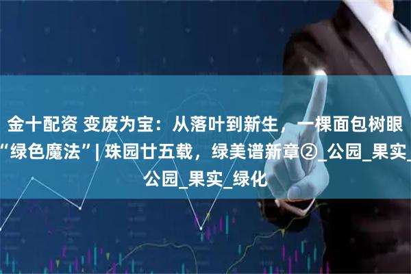 金十配资 变废为宝：从落叶到新生，一棵面包树眼中的“绿色魔法”| 珠园廿五载，绿美谱新章②_公园_果实_绿化